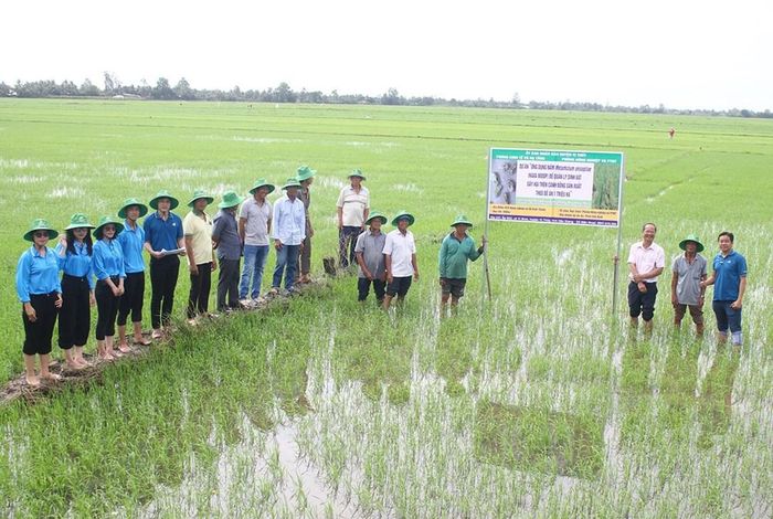 Nông dân Hợp tác xã Thuận Tiến, TP. Cần Thơ sản xuất lúa theo đề án 1 triệu ha chất lượng cao, phát thải thấp