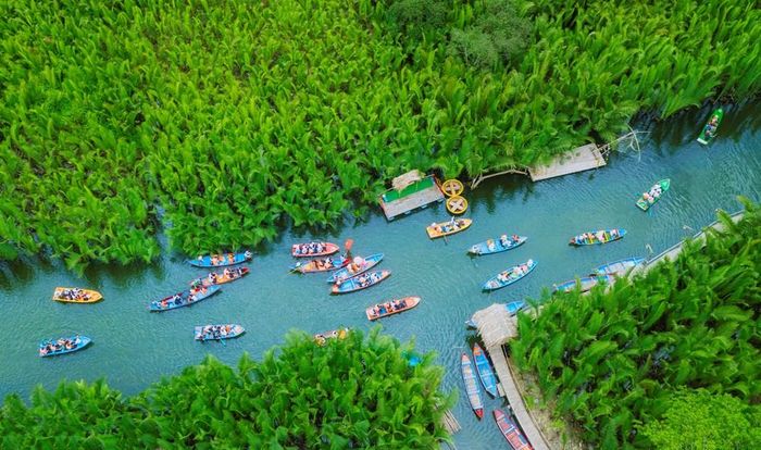Rừng dừa nước Tịnh Khê xanh mát, tạo nên không gian sông nước yên bình và hấp dẫn du khách khám phá. Ảnh: Đoàn Vương Quốc