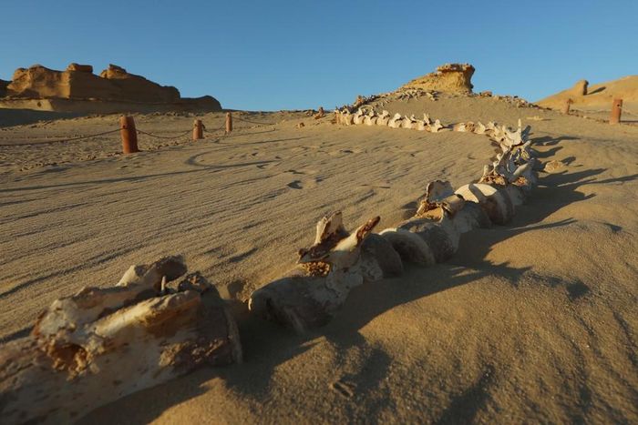 Hóa thạch cá voi tại Thung lũng Cá voi Wadi Al-Hitan ở Fayoum, Ai Cập, ngày 18/8/2026. Ảnh: THX/TTXVN phát