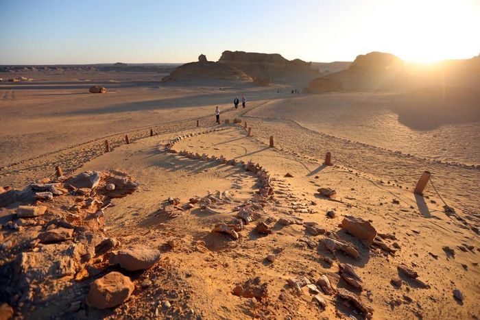 Hóa thạch cá voi tại Thung lũng Cá voi Wadi Al-Hitan ở Fayoum, Ai Cập, ngày 18/8/2026. Ảnh: THX/TTXVN phát