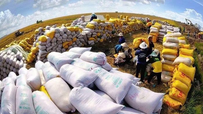 Xuất khẩu gạo của Việt Nam sang Singapore tăng mạnh. (Ảnh: VFFA)