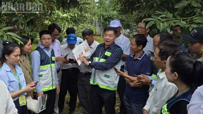 Trung tâm Khuyến nông quốc gia tập huấn hướng dẫn quy trình sản xuất cây sầu riêng an toàn, theo tiêu chuẩn chất lượng tại tỉnh Đắk Lắk.