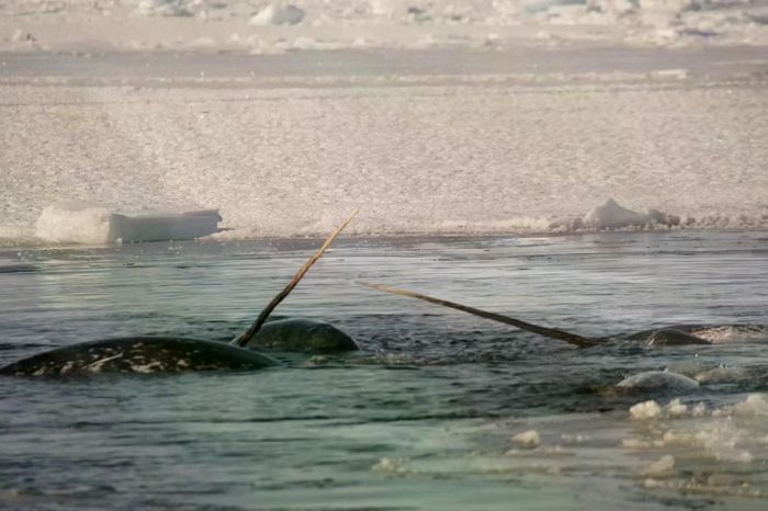 Những con narwhal trồi lên mặt nước, để lộ những chiếc ngà đặc trưng. (Ảnh: Mads Peter Heide-Jørgense)