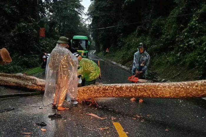 Cây gãy đổ trên Quốc lộ 7 đoạn qua xã Tam Quang. (Ảnh: CSCC)