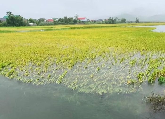 Nhiều diện tích hoa màu tại xã Kỳ Xuân bị ngập úng. (Ảnh TT xã Kỳ Xuân)