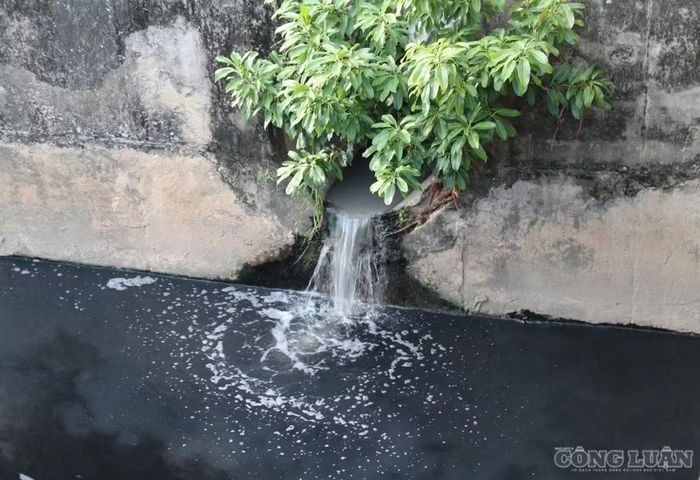 Nước thải sinh hoạt theo ống cống chảy ra Kênh Bắc, có mùi hôi thối. Ảnh: Kim Long