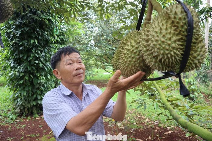 Sầu riêng Đắk Lắk chủ yếu xuất khẩu sang thị trường Trung Quốc.