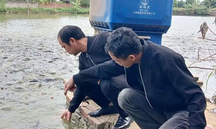 Cán bộ Chi cục Chăn nuôi, Thú y và Thủy sản tỉnh Bắc Ninh kiểm tra mô hình nuôi cá theo hướng tự động hóa trên địa bàn tỉnh.