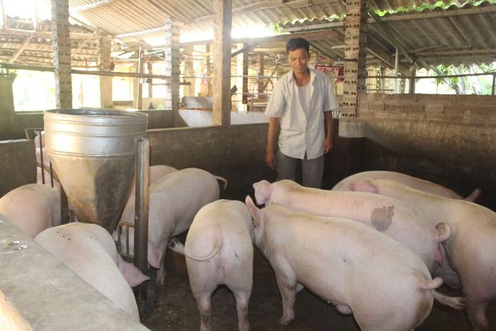 Chăn nuôi ở tỉnh Bắc Ninh đạt nhiều kết quả nổi bật.