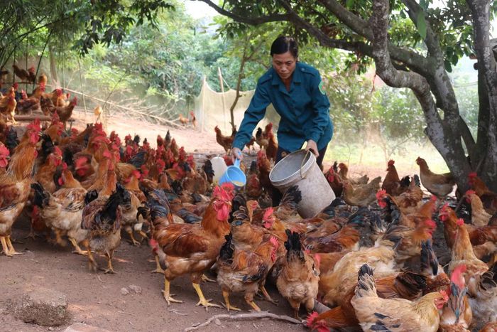 Cán bộ Chi cục Chăn nuôi, Thú y và Thủy sản tỉnh Bắc Ninh triển khai nhiều giải pháp phòng chống dịch bệnh cho gia súc và gia cầm.
