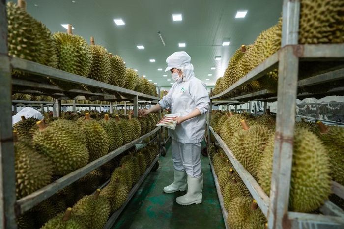 Đại diện doanh nghiệp xuất khẩu cho rằng, ngành sầu riêng cần đẩy mạnh đầu tư vào công nghệ chế biến. Ảnh minh hoạ