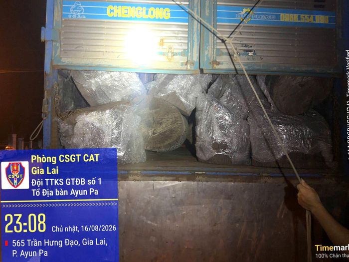 Cận cảnh số gỗ trên xe tải bị CSGT Công an tỉnh Gia Lai phối hợp với các cơ quan chức năng lập biên bản, tạm giữ.