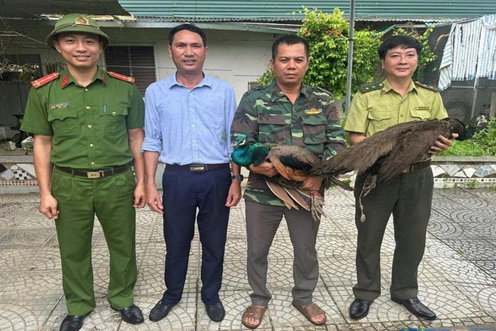 Hai cá thể công quý hiếm được người dân phát hiện và tự nguyện giao nộp cho cơ quan chức năng.