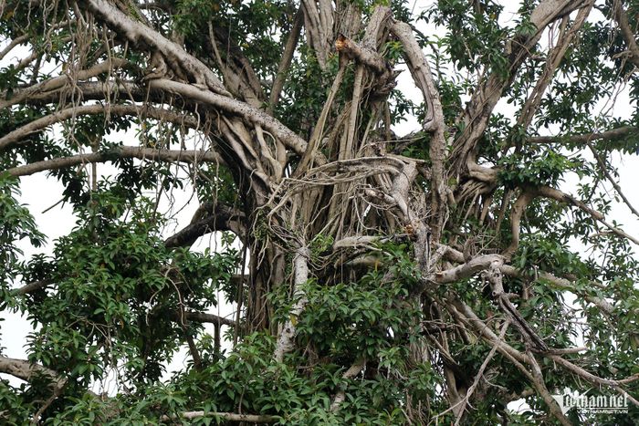 Thân đan xen, có cành gãy do mưa bão nhưng cây vẫn đứng vững sau thăng trầm thời gian. Ảnh: Phạm Công