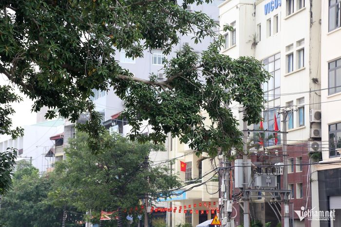 Tán cây vươn rộng tạo bóng mát cho người đi đường. Ảnh: Phạm Công