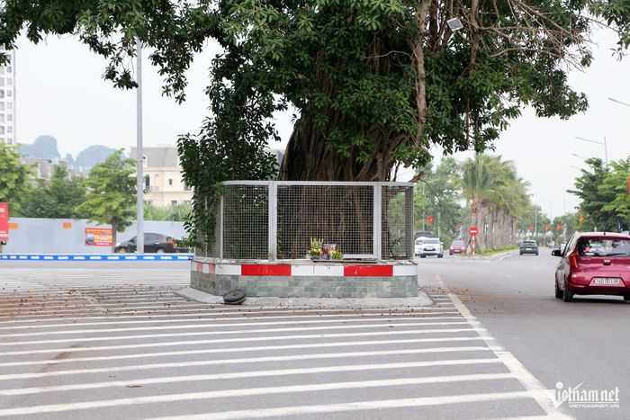 Gốc cây phải hơn 5 người lớn ôm mới hết, bên dưới được quây hàng rào thép, người dân lập ban thờ để thắp hương. Ảnh: Phạm Công