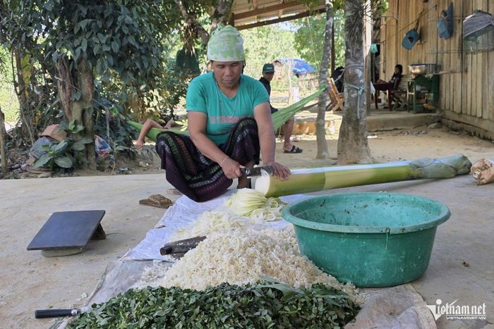 Thức ăn chủ yếu của lợn Vân Pa là chuối và rau, cỏ xanh. Ảnh: Phạm Tiến
