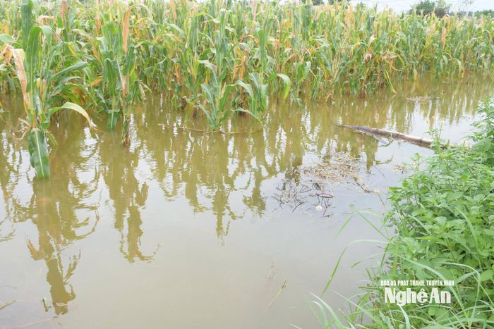 Ngô đang thời kỳ chắc hạt cũng đã ngập ngang thân. Ảnh: T.P
