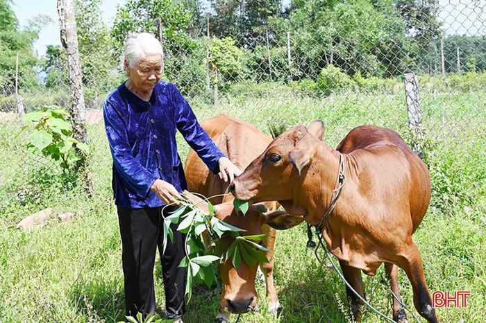 Ủy ban MTTQ tỉnh sẽ phối hợp các địa phương lựa chọn mô hình phù hợp với từng hộ dân để phát huy tối đa hiệu quả sản xuất.