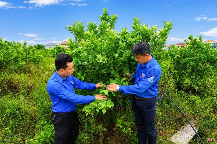 Mô hình của anh Đặng Văn Cường phát triển tổng hợp theo hướng hữu cơ, từ trồng ổi lê Thái Lan...