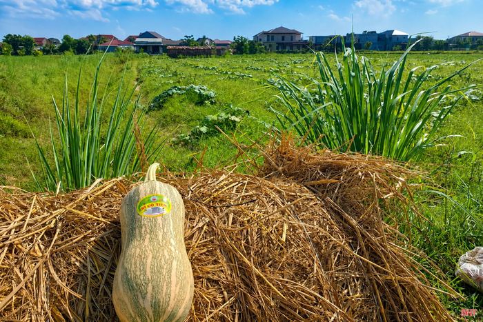  Năm 2022, sau 2 năm thành lập, HTX Thanh niên hoạt động không hiệu quả, nhiều thành viên đã rời đi nhưng Đặng Văn Cường vẫn quyết tâm bám trụ. Ảnh tư liệu NVCC 