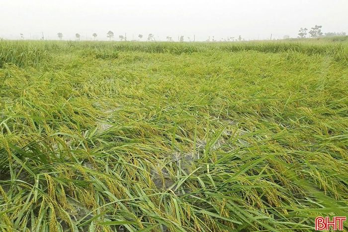 Thống kê bước đầu cho thấy, toàn tỉnh có hơn 1.200ha lúa hè thu bị ngập (Đồng Lộc 83ha, Xuân Lộc 130ha, Gia Hanh 196ha, Tùng Lộc 132ha, Can Lộc 60ha, Mai Phụ 12ha, Hồng Lộc 66ha, Đông Kinh 30ha, Đức Thịnh 5ha, Thượng Đức 0,5ha, Vũ Quang 9,25ha, Hương Khê 15ha, Kim Hoa 1,2ha, Sơn Tiến 11ha, Sơn Giang 3ha, Sơn Tây 2ha, Kỳ Anh 52,7ha, Kỳ Xuân 100ha, Cẩm Trung 136ha, Cẩm Bình 4ha, Đồng Tiến 5ha, Thạch Lạc 40ha, Lộc Hà 76ha, Đan Hải 18,5ha, phường Hải Ninh 16,3ha; có 55,7ha hoa màu bị đổ, ngã.