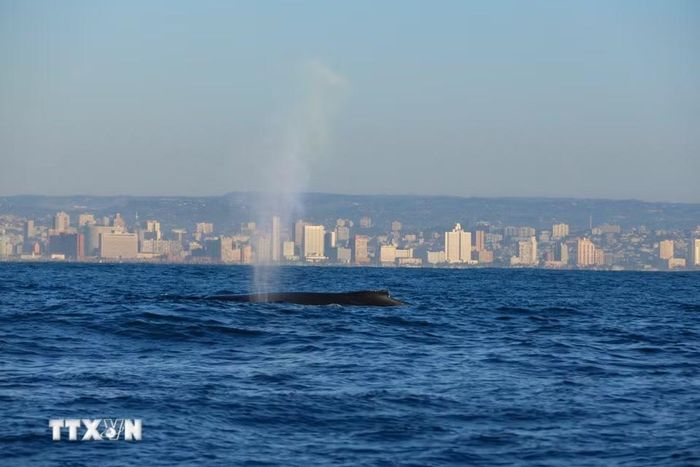 Cá voi lưng gù tại vùng biển ngoài khơi Durban, Nam Phi. (Ảnh: THX/TTXVN phát)