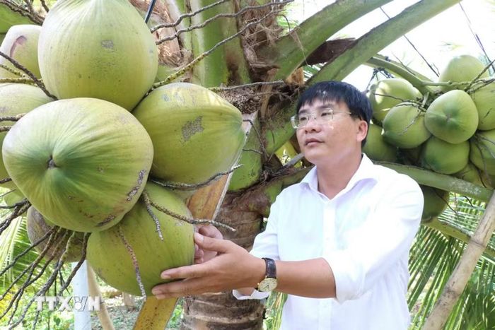 Vườn dừa sáp ở phường Nguyệt Hóa, tỉnh Vĩnh Long được trồng từ giống cấy phôi do Đại học Trà Vinh nghiên cứu và thương mại hóa. (Ảnh: Thanh Hòa/TTXVN)