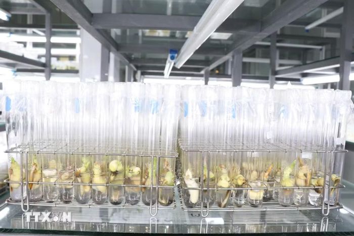 Cây giống dừa sáp được nhân giống bằng phương pháp nuôi cấy phôi tại Đại học Trà Vinh. Đây là kết quả đã được thương mại hóa, góp phần nâng cao hiệu quả sản xuất cho nông dân Đồng bằng sông Cửu Long. (Ảnh: Thanh Hòa/TTXVN)
