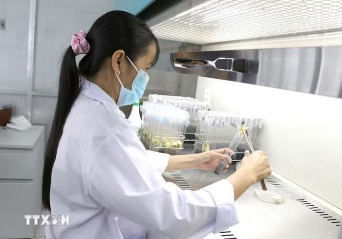 Cán bộ Đại học Trà Vinh thực hiện cấy phôi dừa sáp trong phòng thí nghiệm, góp phần đưa kết quả nghiên cứu vào sản xuất và thương mại hóa. (Ảnh: Thanh Hòa/TTXVN)