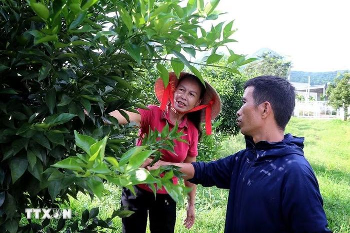 Người dân tích cực thi đua sản xuất, chuyển đổi cây trồng mới có giá trị kinh tế cao. (Ảnh: Thanh Hải/TTXVN)