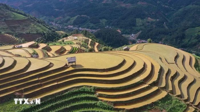 Vẻ đẹp của ruộng bậc thang dưới nắng vàng ở vùng cao Mù Cang Chải (Lào Cai). (Ảnh: Tuấn Anh/TTXVN)
