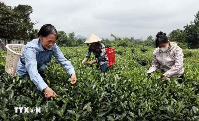 Nhiều hộ gia đình cung cấp chè búp cho HTX Hảo Đạt. (Ảnh: Trần Việt/TTXVN)