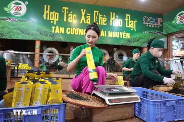 Đóng gói chè tại HTX Hảo Đạt. (Ảnh: Trần Việt/TTXVN)