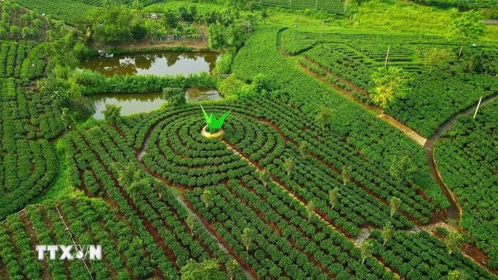 Một góc vùng chè Tân Cương, Thái Nguyên. (Ảnh: Minh Đức/TTXVN)