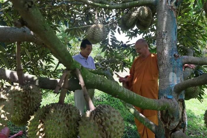 Tại xã K'rông Pắc, tỉnh Đắk Lắk, có những tổ chức tôn giáo tham gia hợp tác xã để thực hiện cùng quy trình canh tác sầu riêng chuẩn, đạt tiêu chuẩn hữu cơ. Ảnh: Kha Phạm/TTXVN