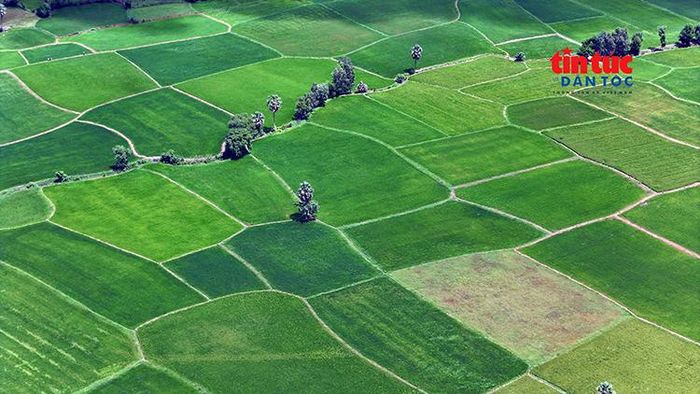 Cánh đồng lúa trải dài bát ngát và mênh mông dưới chân núi Tà Pạ.