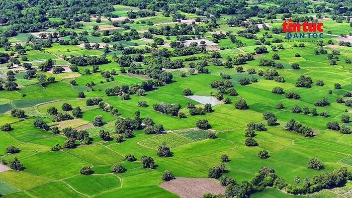 Vẻ đẹp của cánh đồng Tà Pạ (xã Tri Tôn) hiện lên như một bức tranh.
