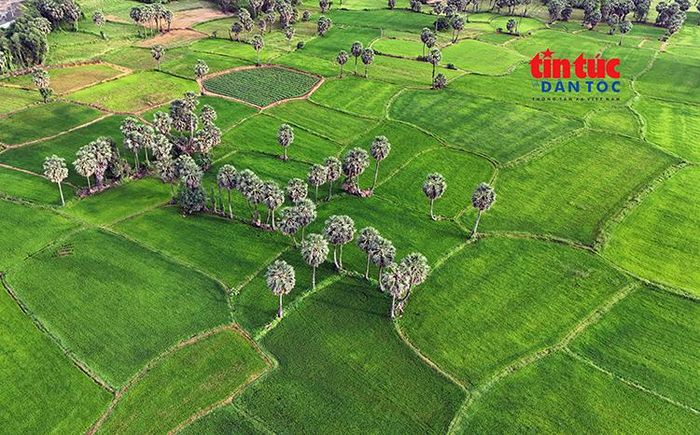 Những cây thốt nốt cao vút vươn lên giữa cánh đồng xanh mát tạo nên một bức tranh thiên nhiên tuyệt đẹp.