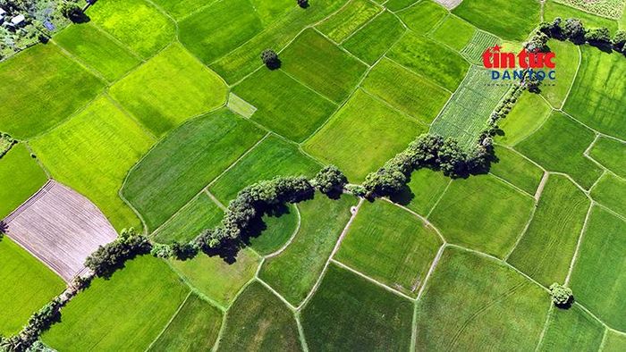 Các thửa ruộng khác biệt về thời gian gieo trồng tạo nên màu sắc khác nhau khi chuyển từ xanh sang vàng.