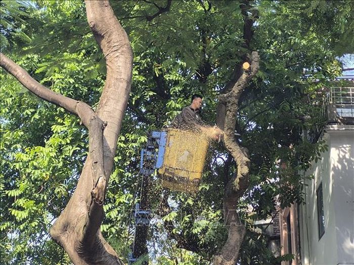 Công nhân cắt tỉa những cành cây sâu, hỏng có nguy cơ gãy khi mưa bão lớn xảy ra.