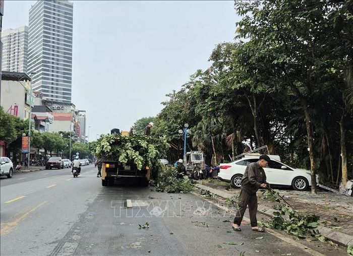 Cành cây được dọn dẹp, vận chuyển ngay để giữ gìn vệ sinh môi trường và cảnh quan đô thị.