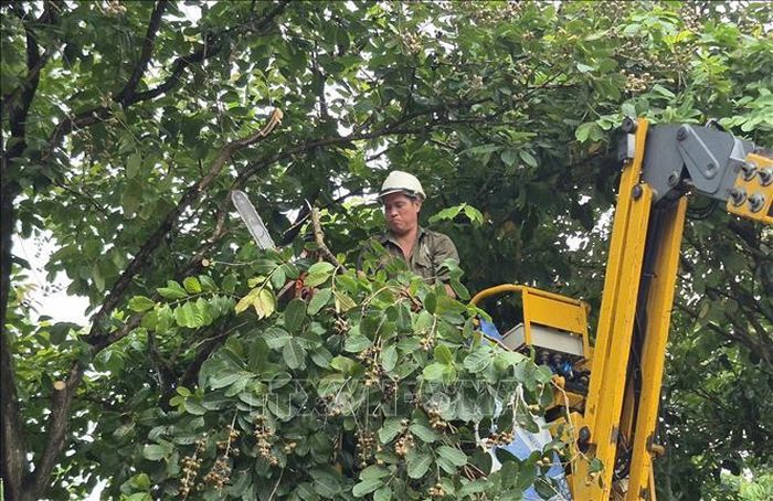 Công nhân chủ động cắt tỉa cây, phòng ngừa sự cố trong mùa mưa bão.