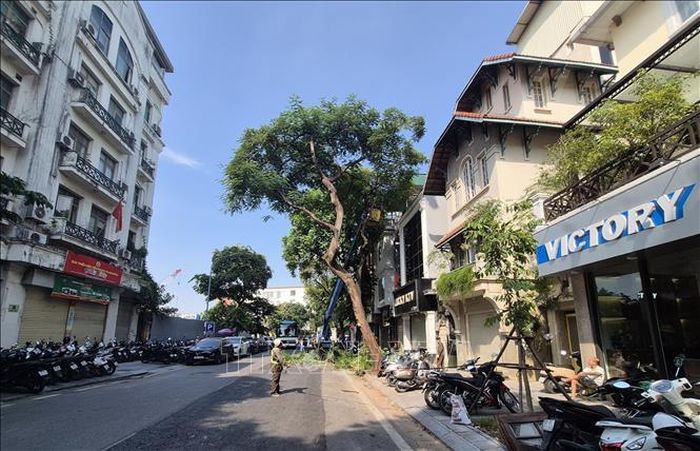 Công nhân cắt tỉa cây xanh trên phố Hòa Mã, phường Hai Bà Trưng, Hà Nội.