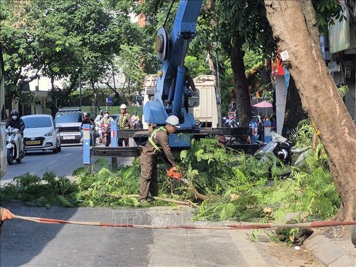 Các cây có dấu hiệu sâu bệnh, nghiêng, mục gốc hoặc tiềm ẩn nguy cơ gãy đổ được phân loại để ưu tiên xử lý.