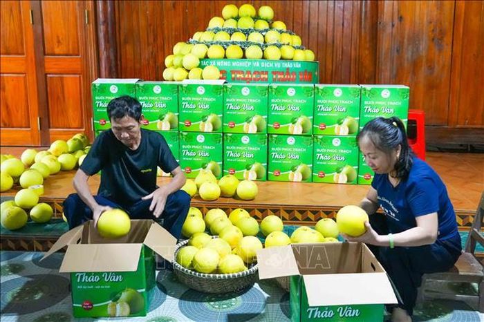 Bưởi Phúc Trạch loại 1 được tuyển chọn, chuẩn bị đưa đến hội chợ