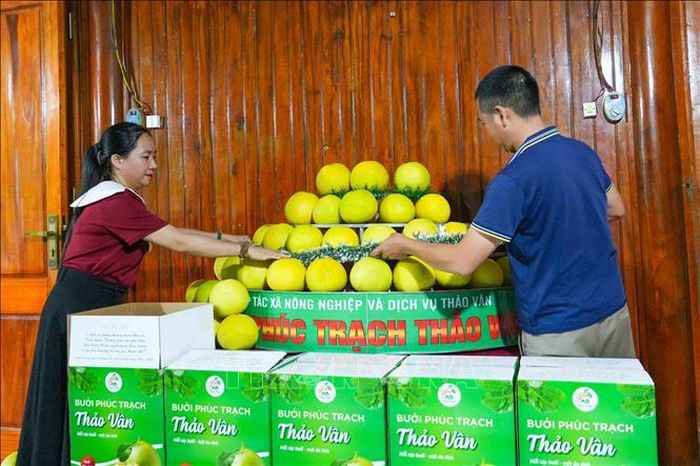 Các sản phẩm được Hợp tác xã Nông nghiệp và Dịch vụ Thảo Vân chuẩn bị để giới thiệu tại hội chợ.