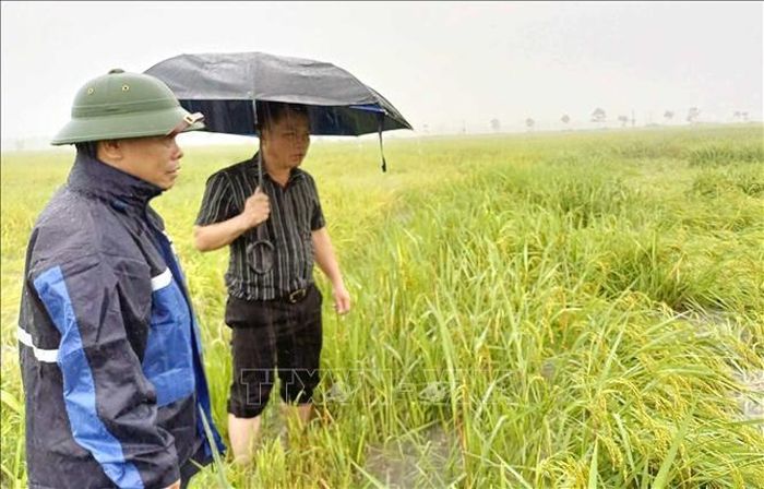 Lãnh đạo xã Mai Phụ kiểm tra tình hình mưa lớn làm ngã đổ lúa Hè Thu. Ảnh: Công Tường/TTXVN