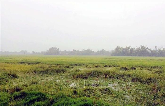 Mưa lớn gây ngập úng, đổ ngã lúa Hè Thu. Ảnh: Công Tường/TTXVN