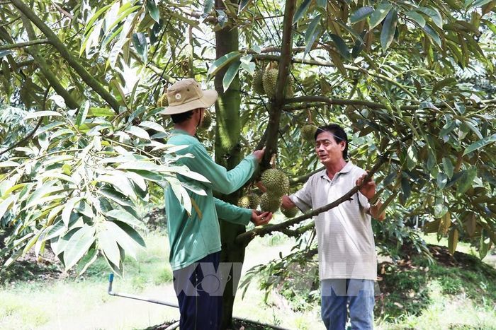 Diện tích sầu riêng đã tăng gấp 3 lần trong 5 năm qua. Ảnh minh họa: Hữu Chí - TTXVN 